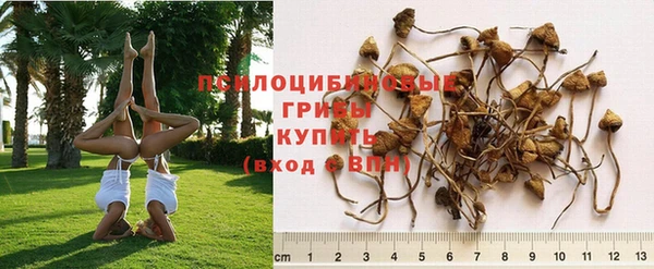 крисы Белокуриха